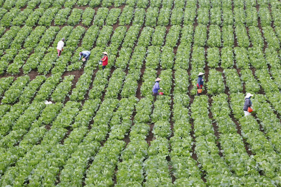 Transformando a Agricultura em Indonesia: O Papel de OVOP