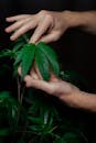 Maconha Medicinal nos EUA: Governo Trump Sinaliza Avanço, Mas Uso Recreativo Per