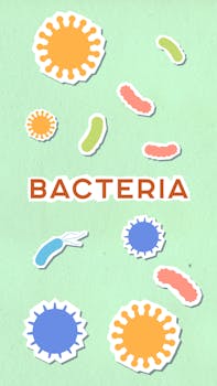 Levedura Comensal Aumenta Virulência da Salmonella Typhimurium