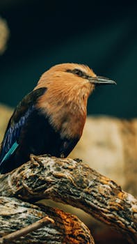 Descobrindo os sons favoritos dos pássaros: uma inovação incrível