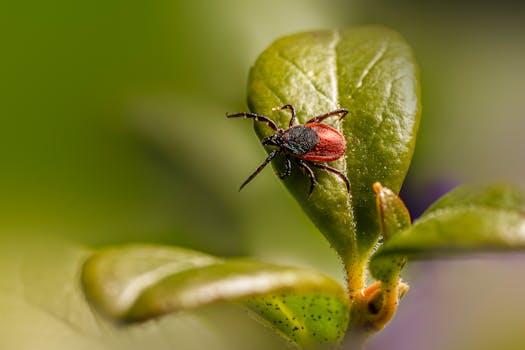Vacina Contra a Doença de Lyme: Um Passe de Esperança na Medicina