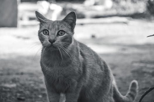 O Cat Gatekeeper: o gato que pode travar seu monitor com facilidade!