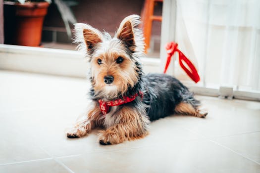 Companheiro Virtual: Encontre seu Power Pet na Realidade Extendida