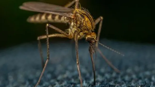 DEET e Mosquitos: O que a ciência diz sobre repelentes?