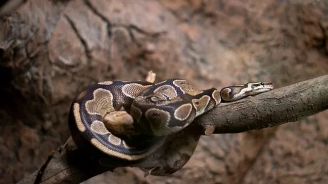 Gerenciando Pacotes Python no Mainframe: A Importância da Gestão