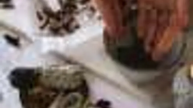 Indígenas Australianos Querem Usar Medicamentos Culturais Com Mais Frequência, M
