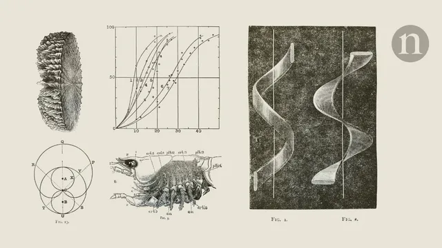 Por que alguns pêlos de ovelha têm ondas
