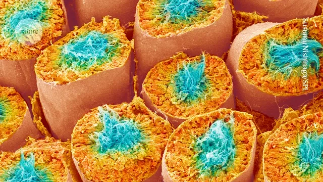 Cientistas restauram habilidade reprodutiva masculina após transplante de tecido testicular
